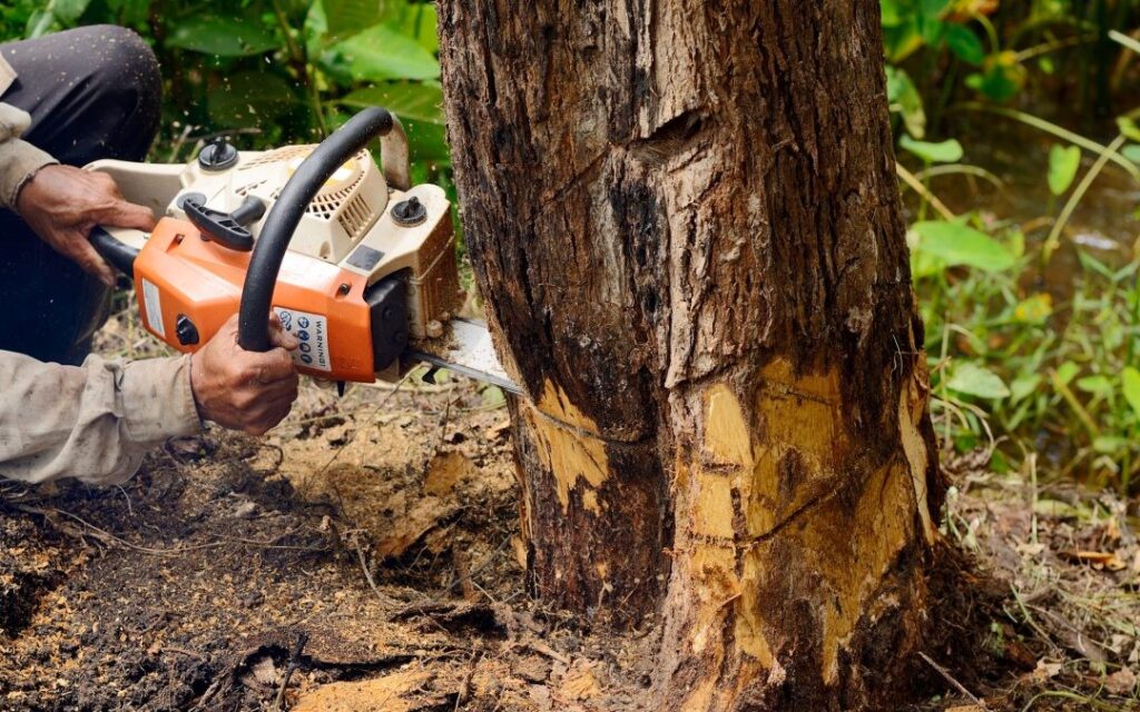Things you should know before choosing stump removals services