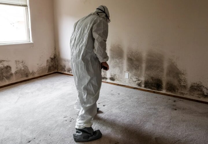 Mold Removal